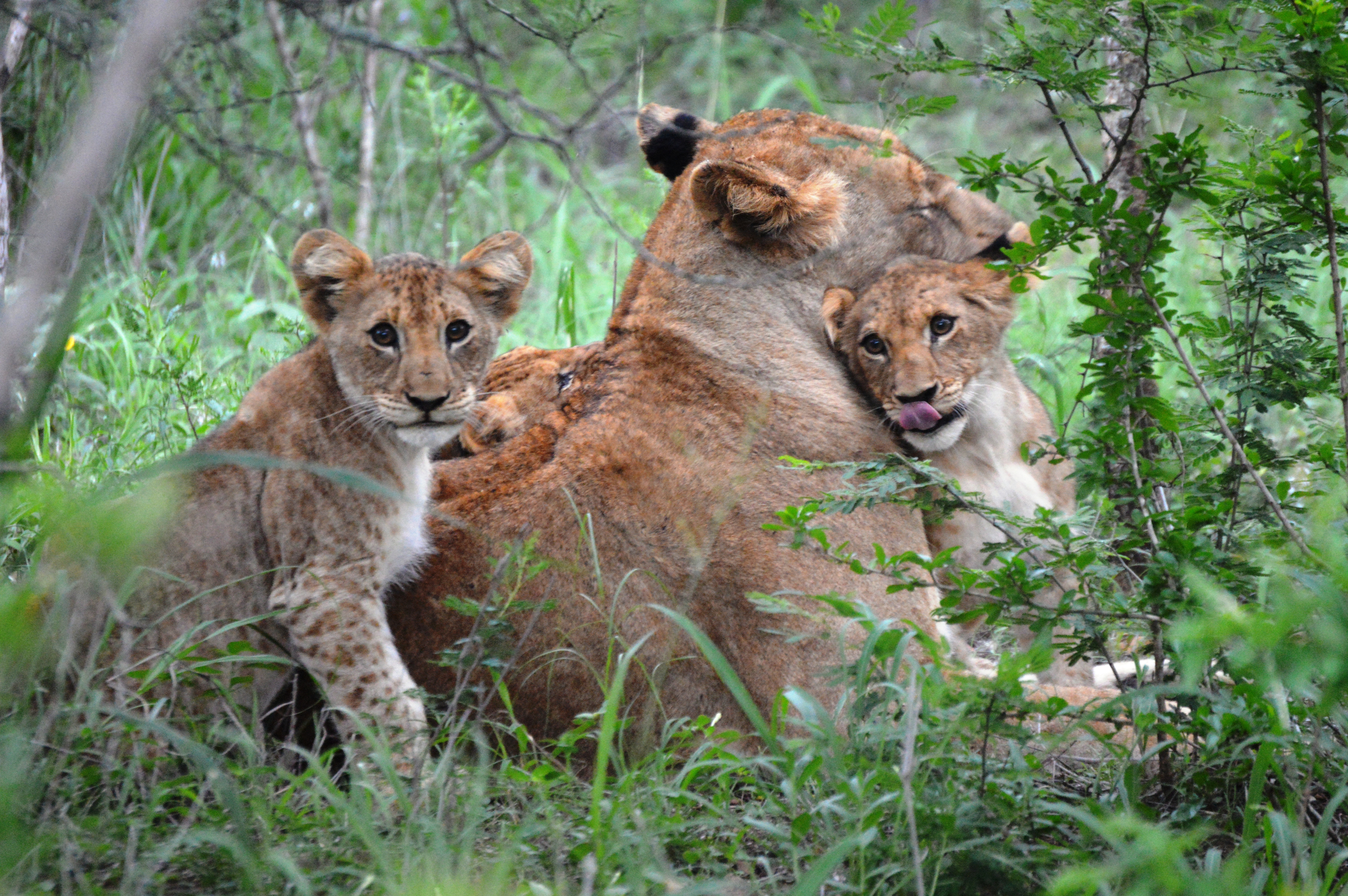 Kruger National Park-Lion family-Red Africa Safaris